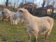 Срочная продажа 