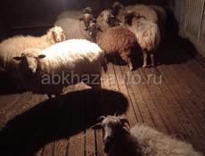 Барашки 
