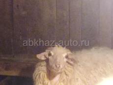 Барашки 