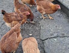 Куры и петухи 