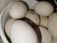 Продаю 