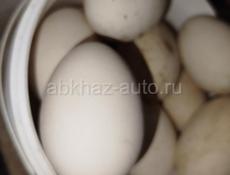 Продаю 