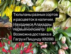 Тюльпаны