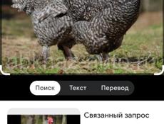 Цыплята 