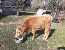 Продаётся бычок около 80 кг 48т.