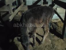 Брадаю 