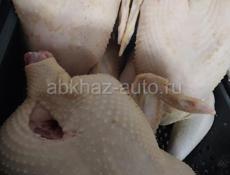 Домашние куры, гуси, утки, индюшки