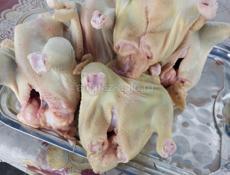 Домашние куры, гуси, утки, индюшки