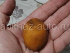 Куплю желчные камни коровы