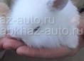 Карликовые кролики