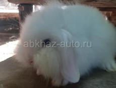 Карликовые кролики
