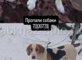Пропали собаки 