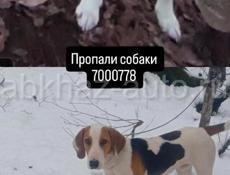 Пропали собаки 