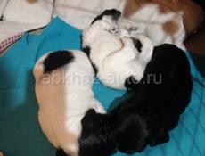 Щенки русского спаниеля 