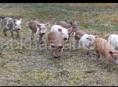 Продажа поросят 🐖