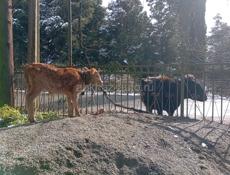 Продаётся корова с телёнком