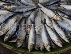 Продаю селёдку оптом и в розницу 