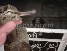 Потерялась собака 