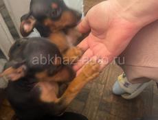 Щенки пинчер 
