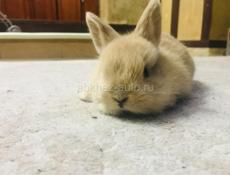 Дикаративный кролик 