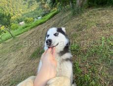 Отдаю хаски 3 года