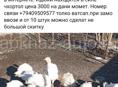 Продам породисти индюков 