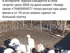 Продам породисти индюков 