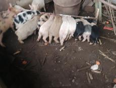 Парасята духовачные продажа 