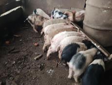 Парасята духовачные продажа 