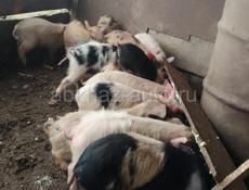 Парасята духовачные продажа 