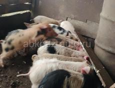Парасята духовачные продажа 