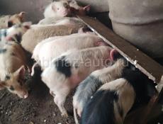 Парасята духовачные продажа 