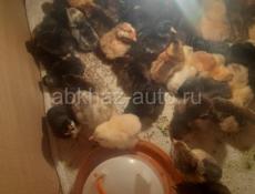 Продам цыплят