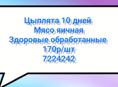 10 дневные цыплята 