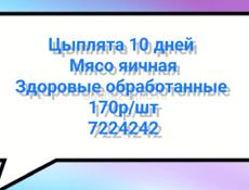 10 дневные цыплята 