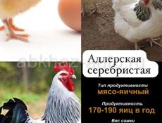 Адлеровская серебристая, кучинская юбилейная ,плимутрок
