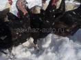 Продаются индюки по 5000 руб