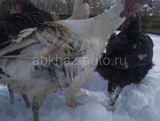 Продаются индюки по 5000 руб