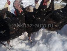 Продаются индюки по 5000 руб