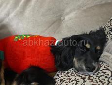 Отдам в добрые руки