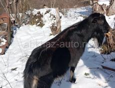 Козёл по килограмму 70 80 кг