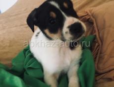 Щенки девочки 👧 