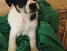 Щенки девочки 👧 