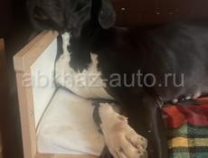 Щенок немецкий дог