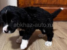 Отдадим в хорошие руки )