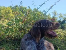 Пропали собаки дратхар и курцхаар лыхны алгыт