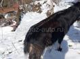 Козёл не кастрюли ни рогатый да лето может вымахать 60 кг на данный момент 40-50 