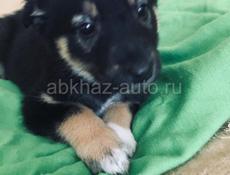 Щенок девочка ! 