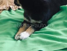 Щенок девочка ! 