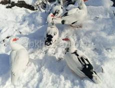 Индаутки 